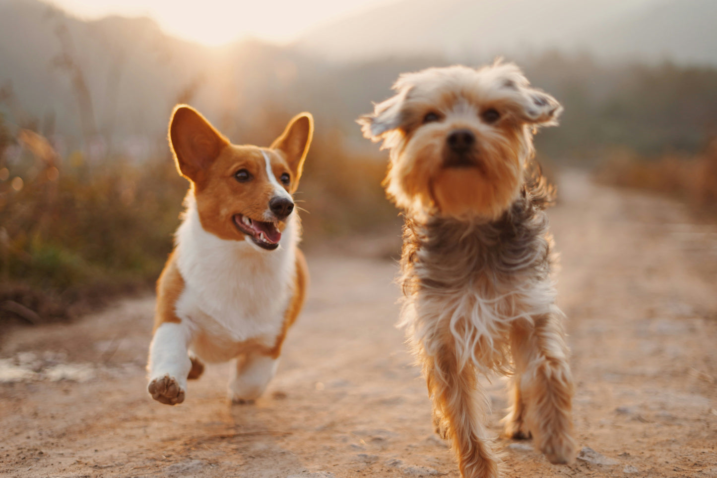 Smart Collar Tracks Pet Weight